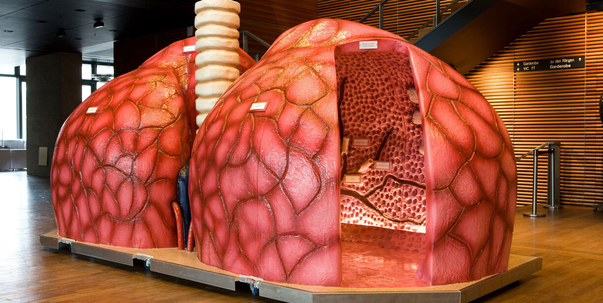 organmodell